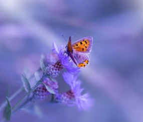 开云体育视频直播-欧冠淘汰赛焦点战，广厦队速胜快船